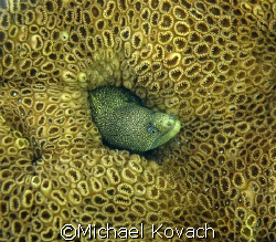 Goldentail Eel in coral taken off the beach at Fort Laude... by Michael Kovach 